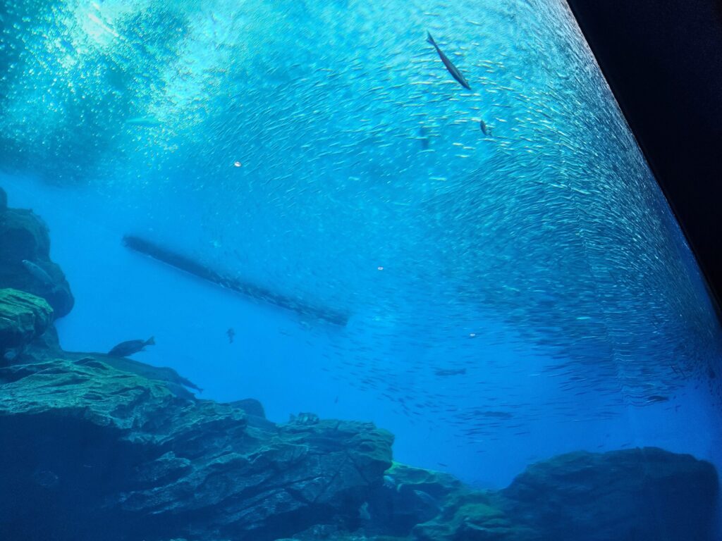 三陸の海を再現した大水槽