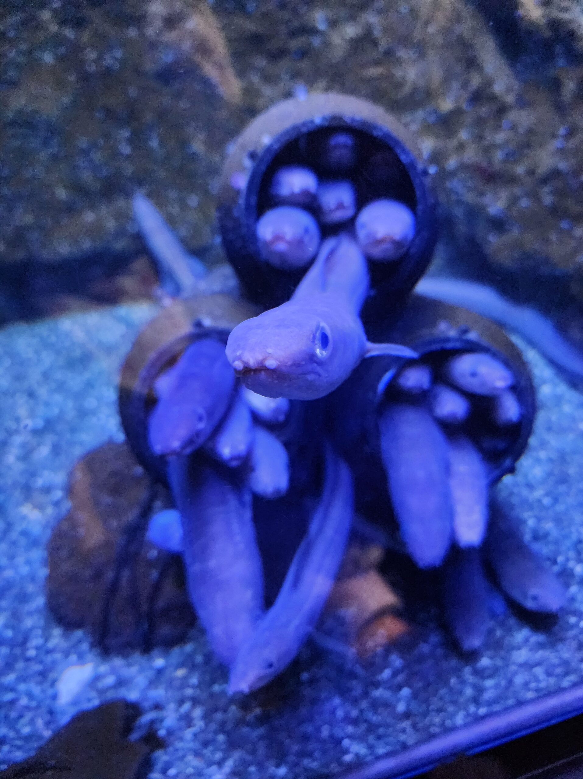 幻想的な色合いの生きものたち