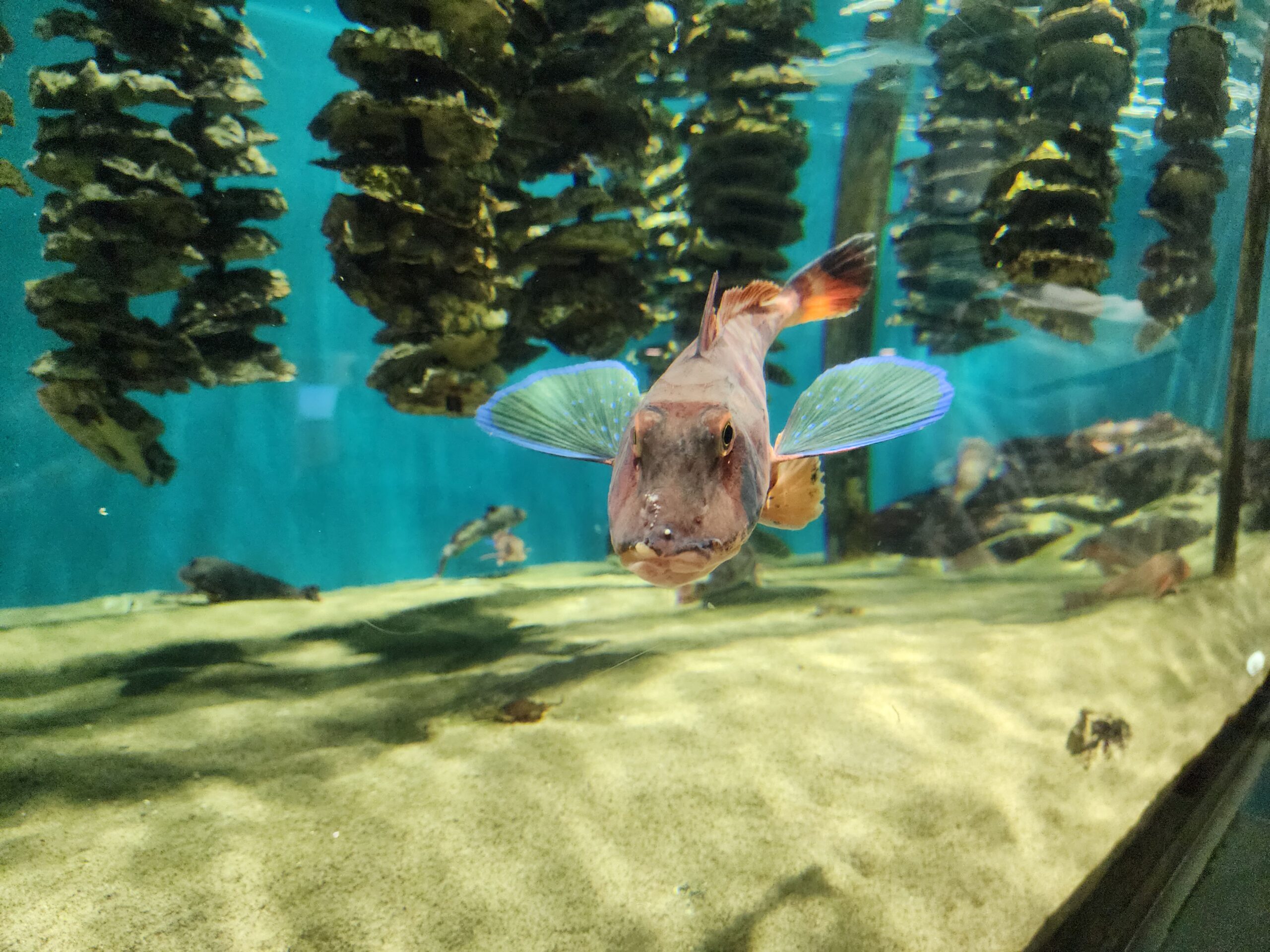 大きな魚がすぐそばまで泳いでくる