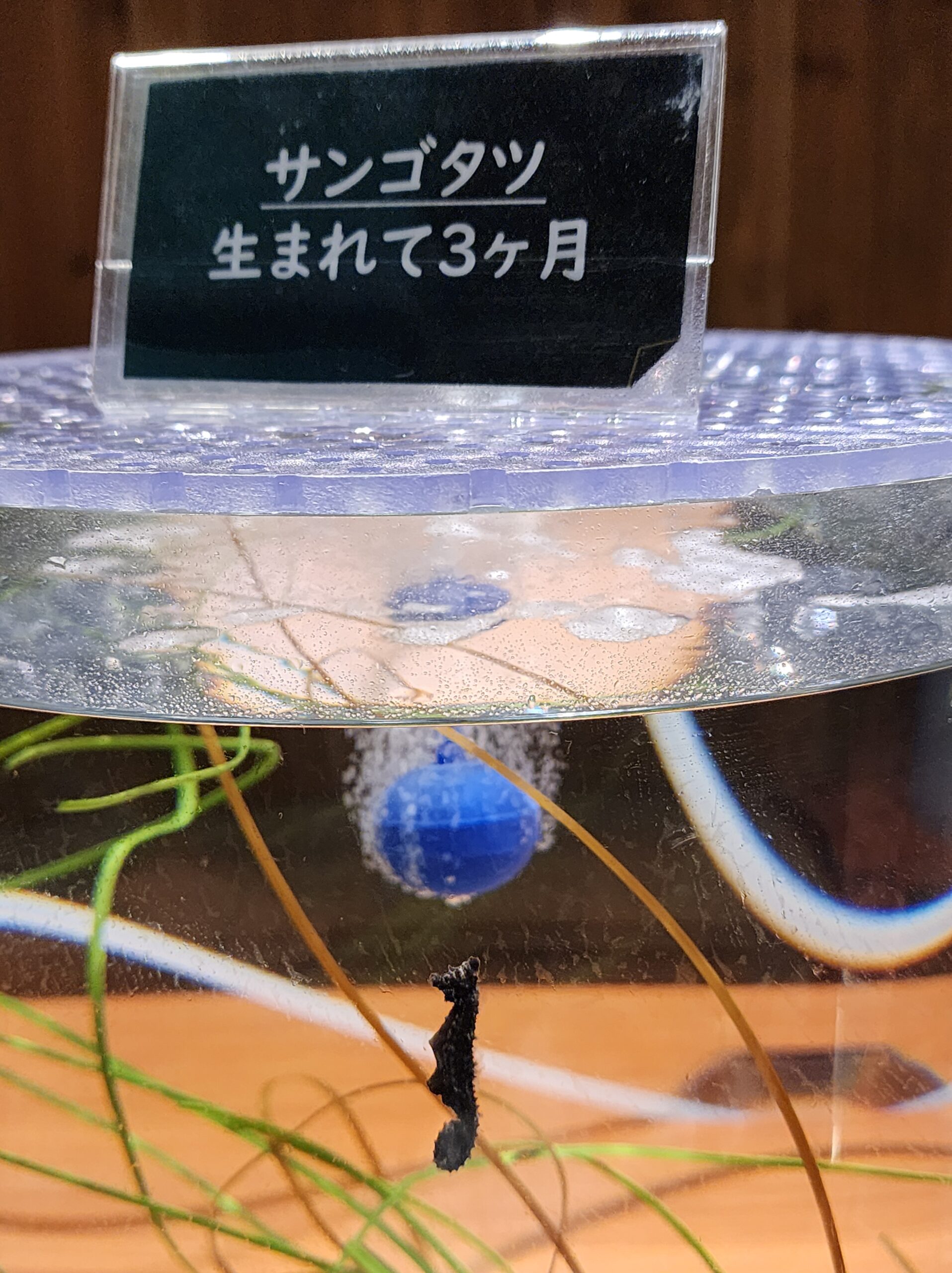 生まれて3ヶ月のサンゴタツの赤ちゃん