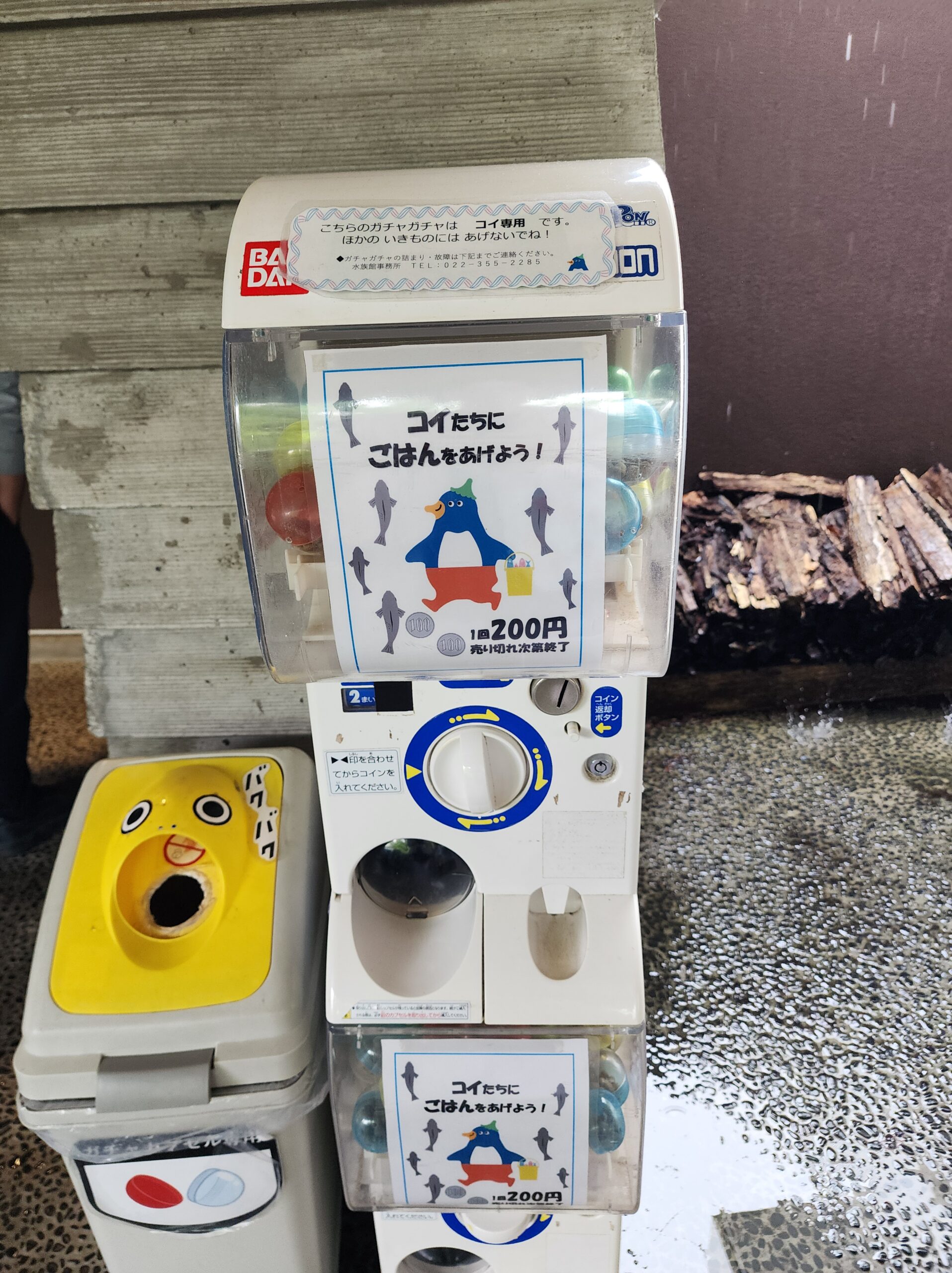 コイの餌やり用ガチャガチャ(1回200円)