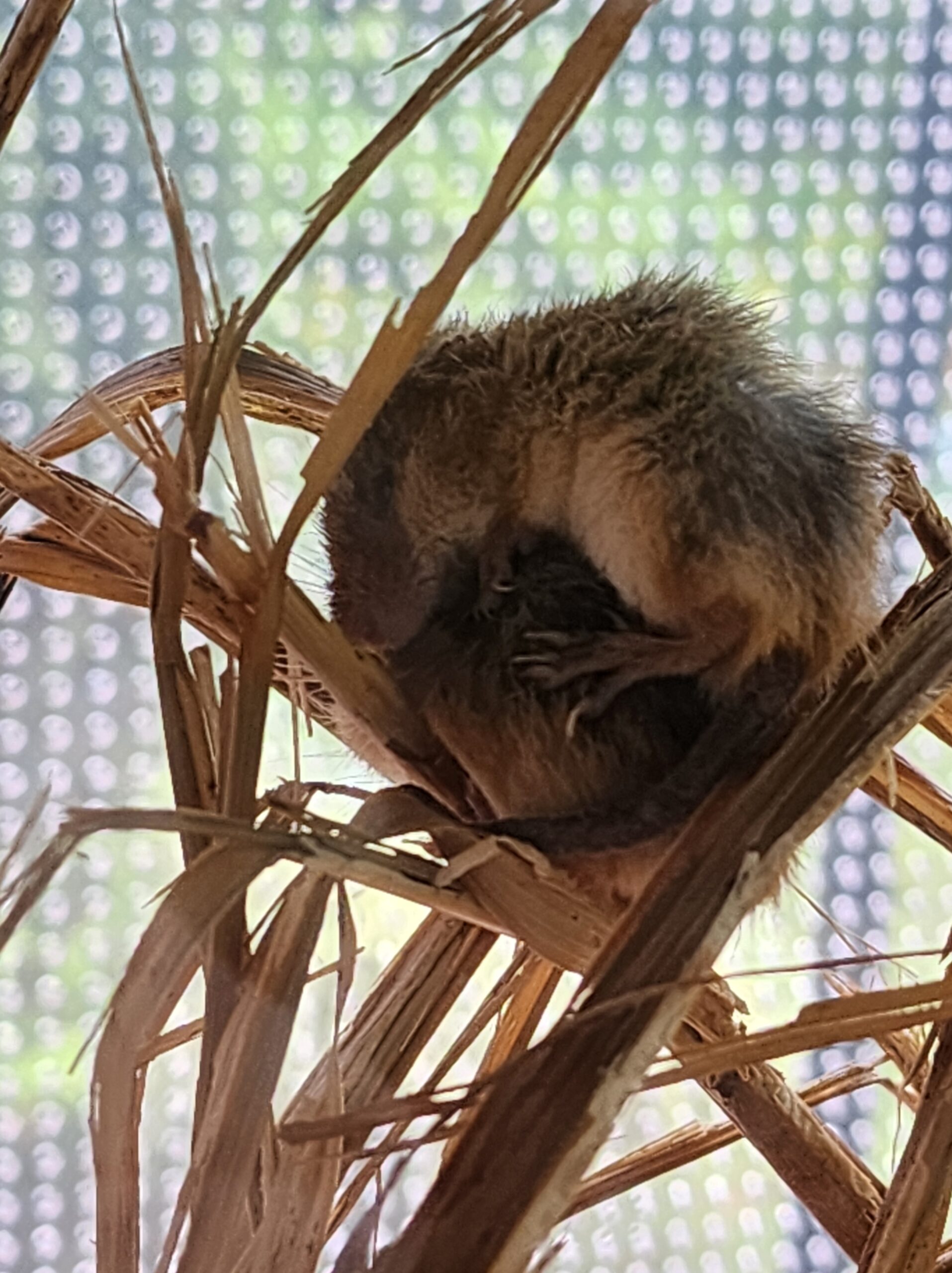 物陰でまるまる小動物にほっこり