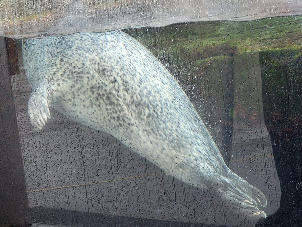 ガラスに寄ってきたアザラシ