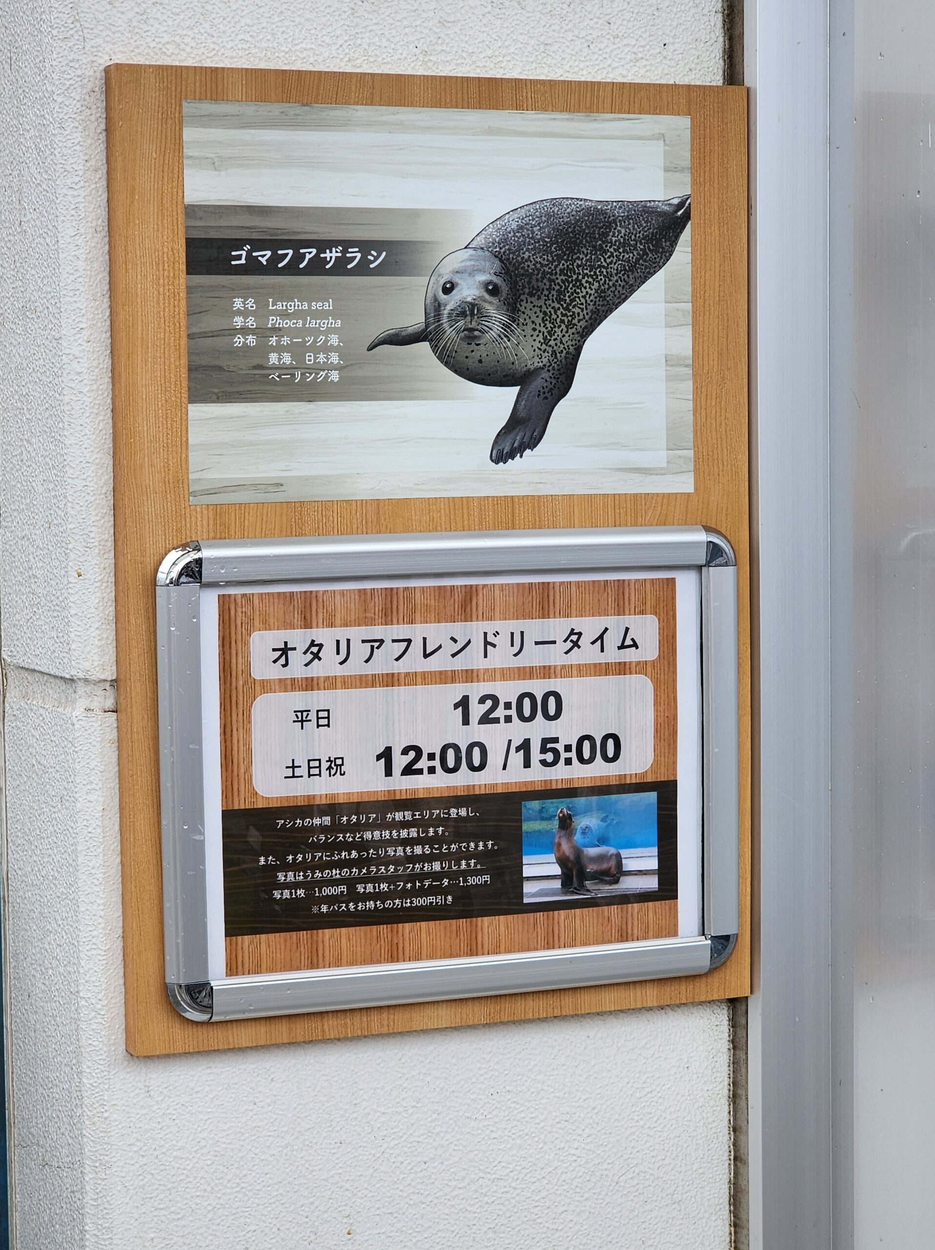 ペンギンへの餌付け体験
