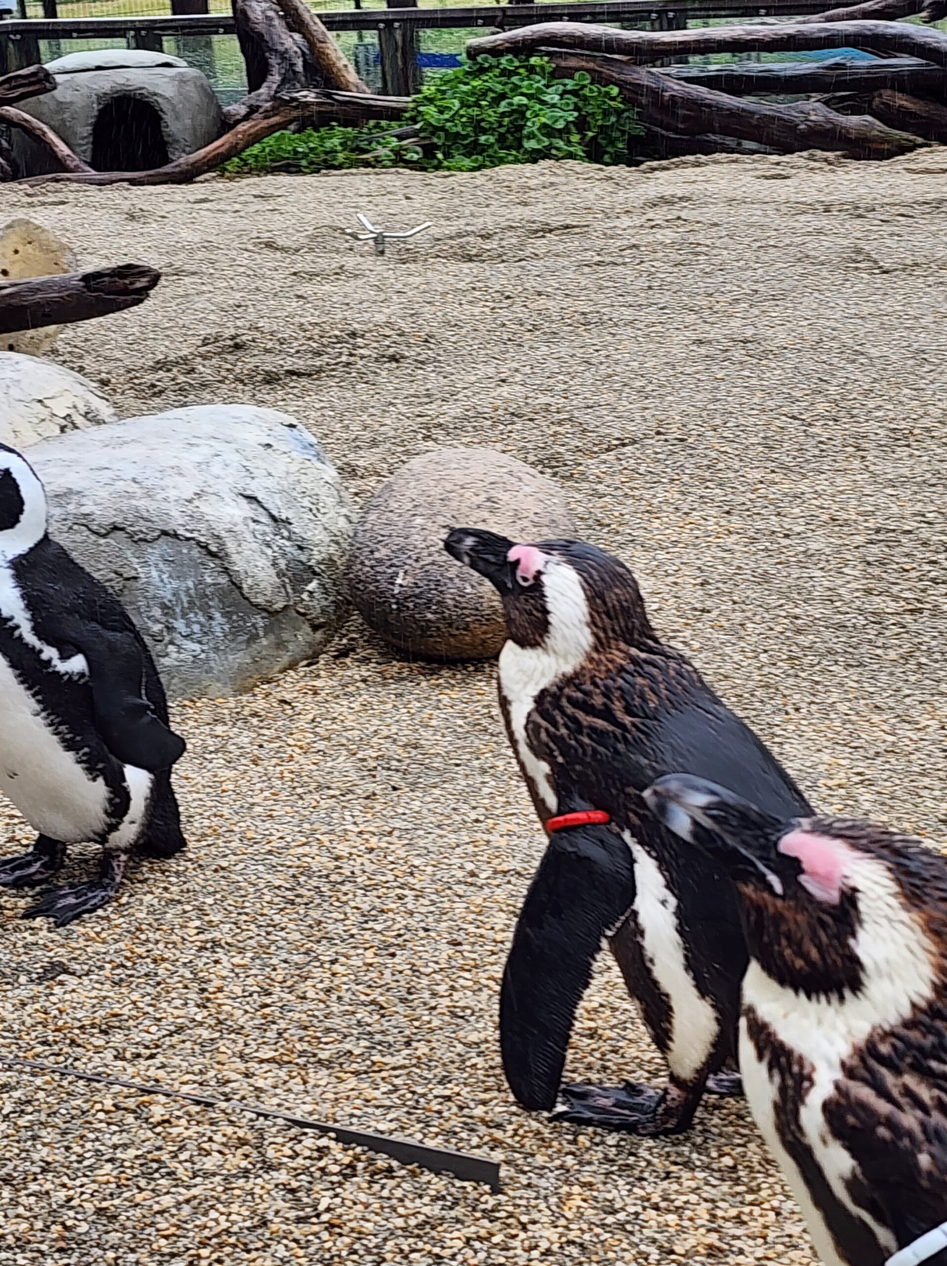 地上をよちよち歩くペンギン