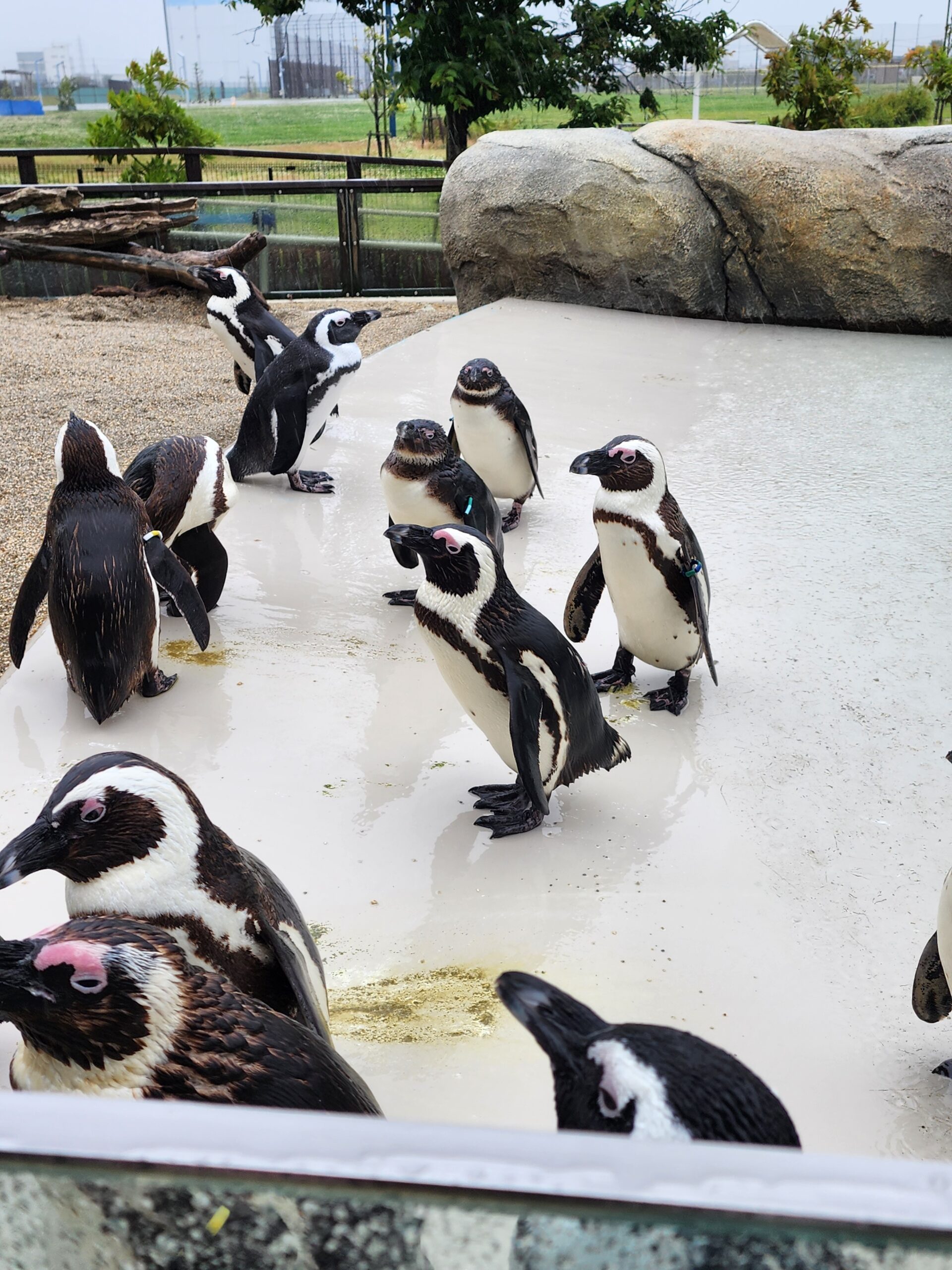 たくさんのペンギンたちがのんびり佇む屋外エリア