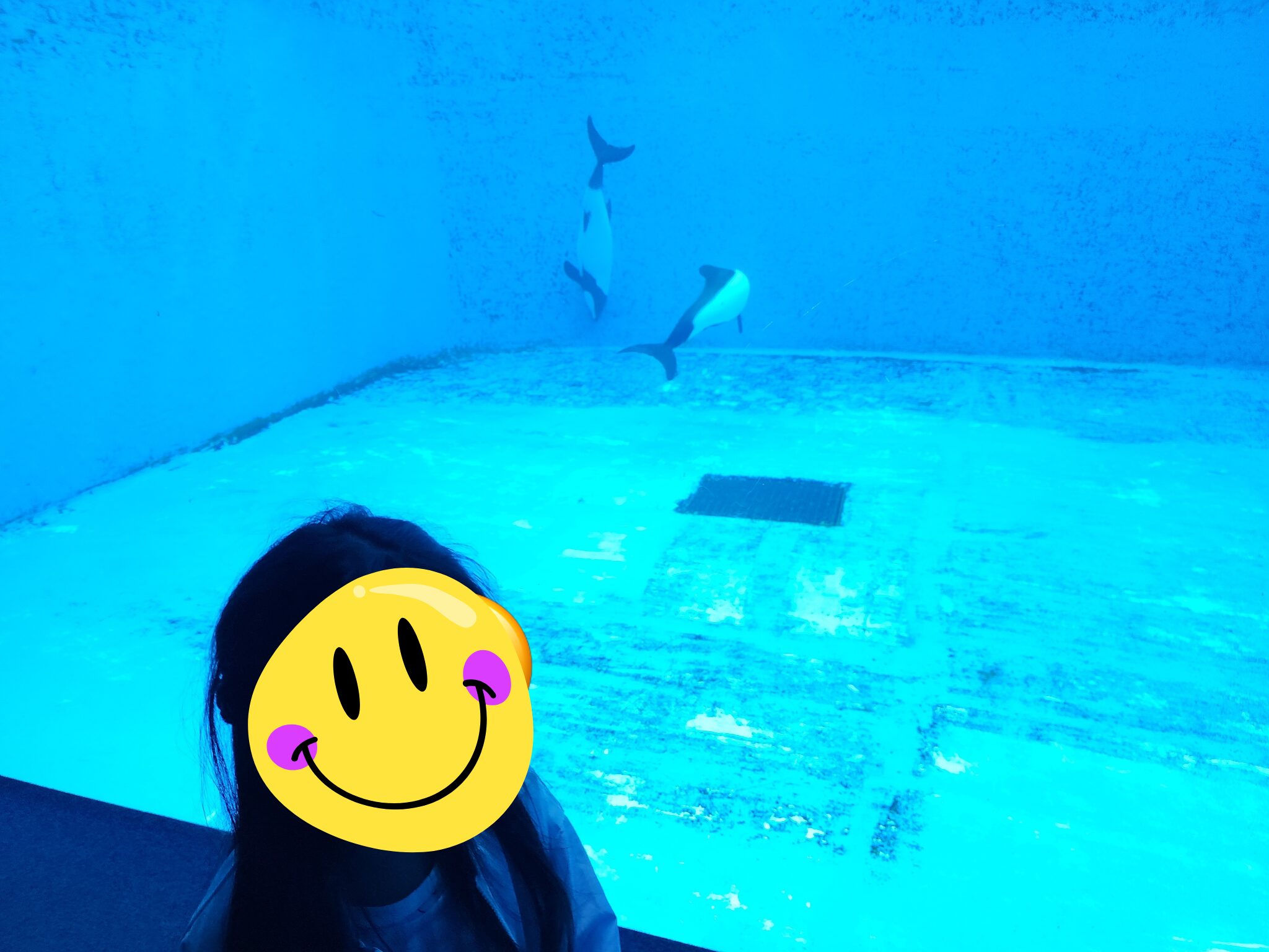 イロワケイルカの水槽を見つめる娘