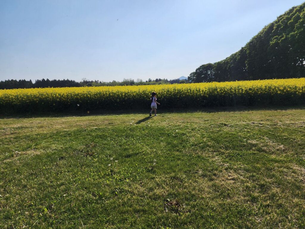 NAMIKIの目の前に広がる菜の花畑